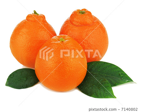 Fresh ripe mineola fruits with green leaves isolated on white ba Fresh ripe mineola fruits with green leaves isolated on white ba 7140802