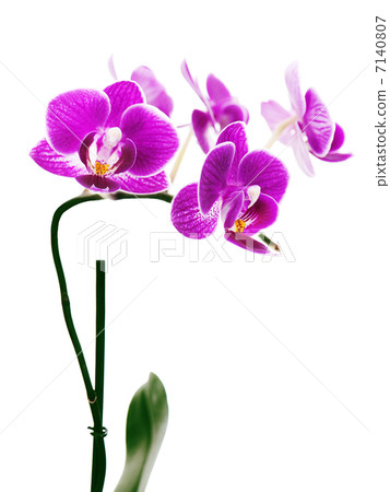 Purple orchid isolated on white background. 7140807