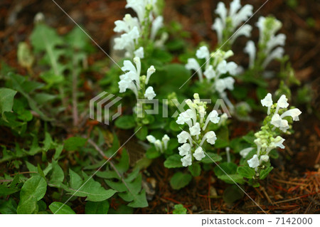 Skullcap Skullcap 7142000