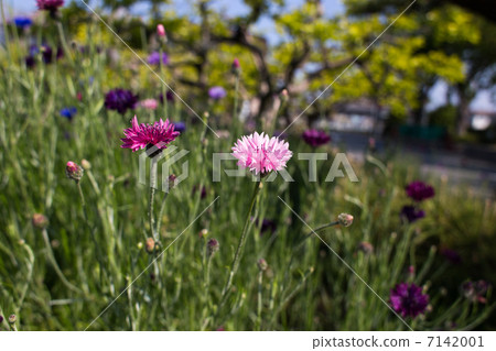 花1 花1 7142001