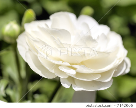 White Ranunculus White Ranunculus 7142006