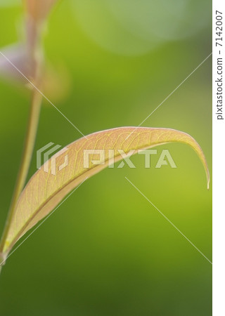 leaf leaf 7142007