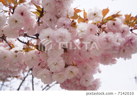 Cherry tree in full bloom  7142010
