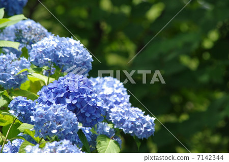 開花在路旁的八仙花屬 7142344