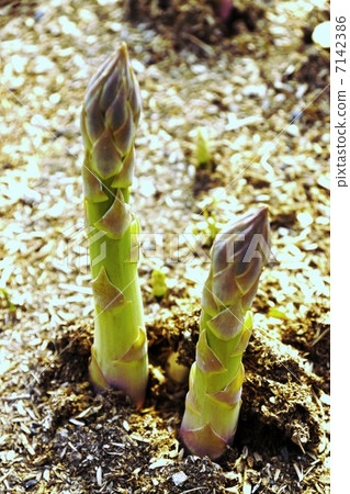 Asparagus  7142386