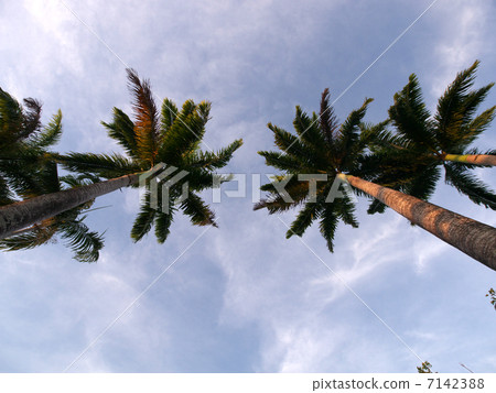 Australia · Lucinda palm tree 7142388