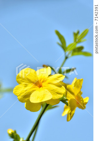 Yunnan Wu Mei 7142391