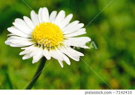 White daisy White daisy 7142410
