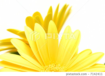 Gerbera Gerbera 7142411
