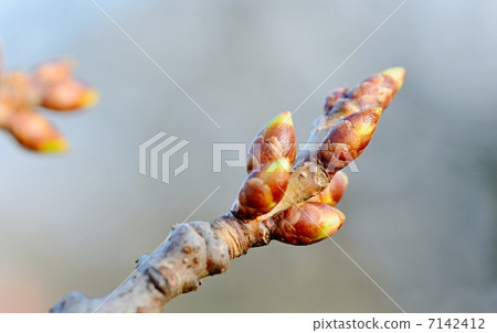 Cherry bud Cherry bud 7142412