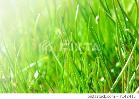 Bright grass Bright grass 7142413