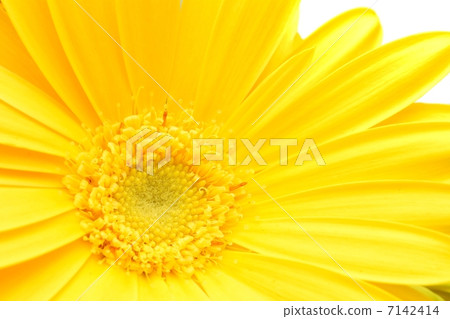 Yellow Gerbera Yellow Gerbera 7142414