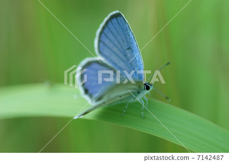 Lulisjimi on leaves Lulisjimi on leaves 7142487