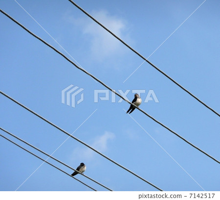Cliff swallows 7142517