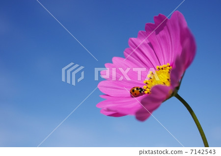 Cosmos and ladybird 7142543