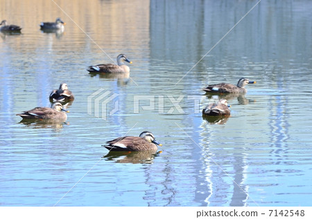 很多Calcimo 7142548