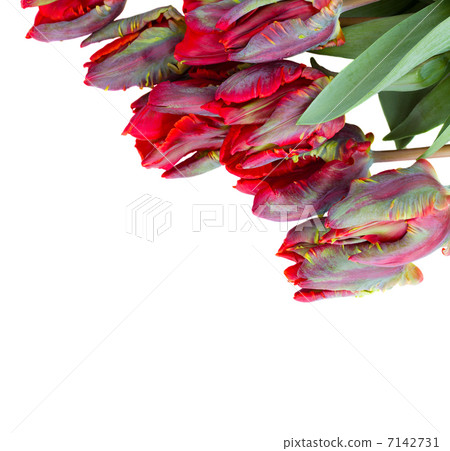red parrot tulips close up 7142731