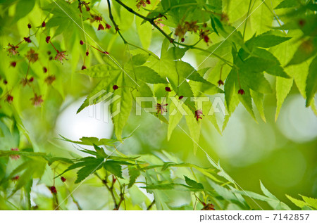 Momiji的年輕葉子 Momiji的年輕葉子 7142857