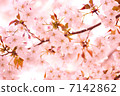 Cherry Blossoms	 7142862