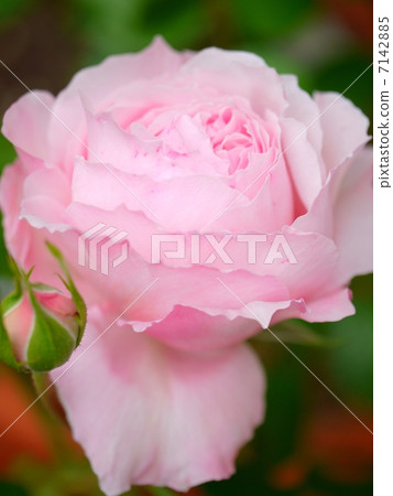 優雅的花瓣 優雅的花瓣 7142885