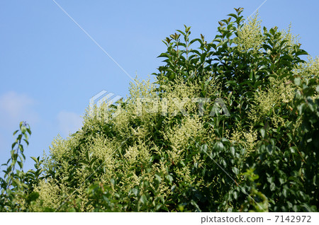 我的名字是Ratsu Mouse。 7142972