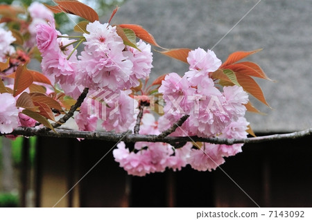Peony cherry tree Peony cherry tree 7143092
