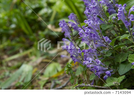 Purple Flower Purple Flower 7143094