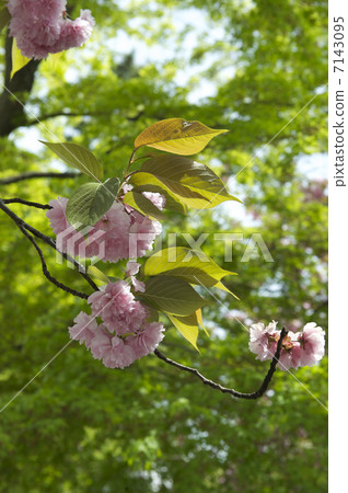 Double cherry blossoms Double cherry blossoms 7143095