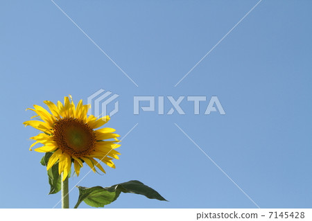 Kamiodaoka Sunflower Festival blue sky and clouds Kamiodaoka Sunflower Festival blue sky and clouds 7145428