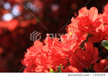 Kirishima Azalea Kirishima Azalea 7145445