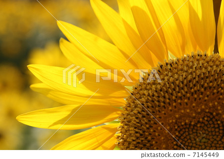 Kamioioka Sunflower Festival 2012 7145449