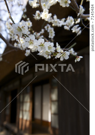 White leaves back side edge White leaves back side edge 7145484