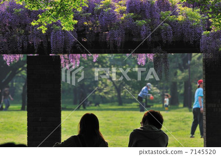 Wisteria back silhouette 2 people Wisteria back silhouette 2 people 7145520