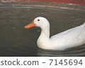 duck	 7145694