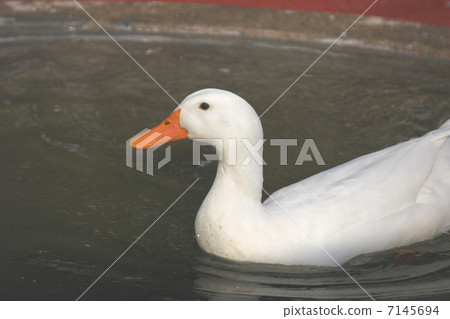 duck duck 7145694