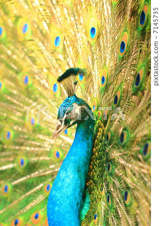 Peacock Peacock 7145735
