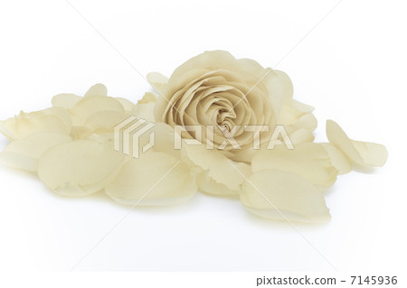 white rose macro 7145936