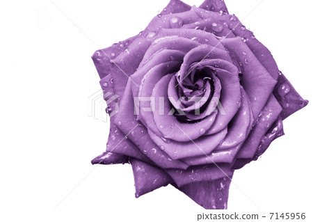 violet rose 7145956