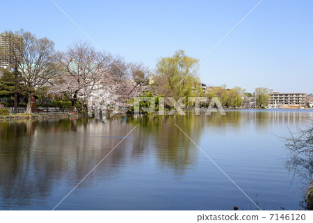 Shakujii公園 7146120