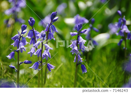 四月花席勒，Campanulatha和Lilyu 26 7146243