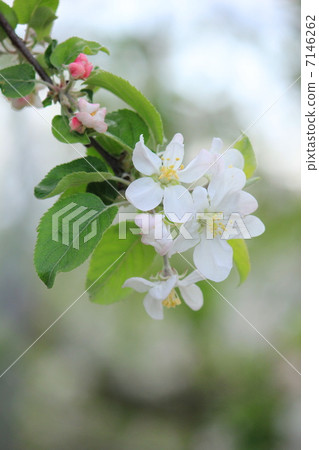 Apple flower Apple flower 7146262
