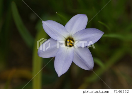 花盛開的鮮花 7146352