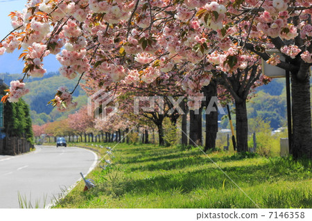 Tenryu gorge Yaejo cherry highway 7146358