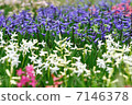 Hyacinth 7146378