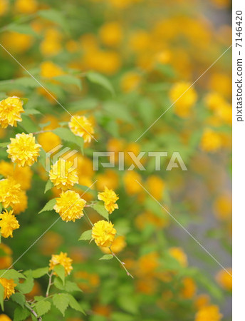 Yamabuki's group 7146420