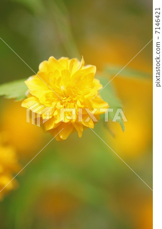 Yamabuki flower 7146421