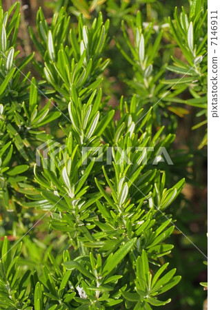 Rosemary	 7146911