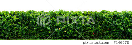 Shrub fence 7146978