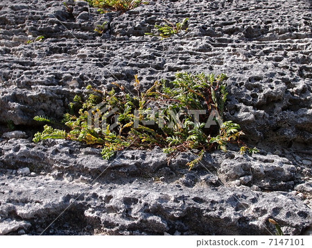 Plants that grow in Iwama 7147101