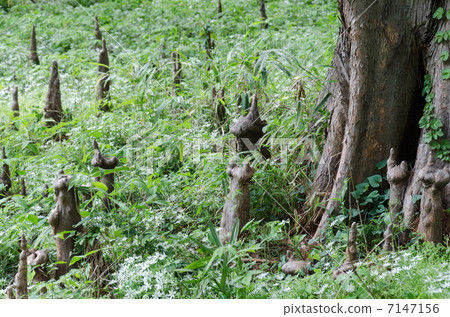 花生的根 7147156